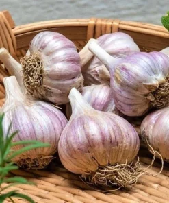16 oz Organic Garlic Bulbs Mix – Multi-Variety Selection for Planting, Hardneck & Softneck Garlic Bulbs - Image 4