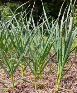 16 oz Organic Garlic Bulbs Mix – Multi-Variety Selection for Planting, Hardneck & Softneck Garlic Bulbs - Image 5