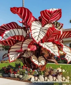 160+ Hosta Seeds for Planting - Perennial Shade Plant, Non-GMO, Hardy - Image 2