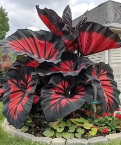 160+ Hosta Seeds for Planting - Perennial Shade Plant, Non-GMO, Hardy - Image 3