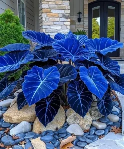 160+ Hosta Seeds for Planting - Perennial Shade Plant, Non-GMO, Hardy - Image 4