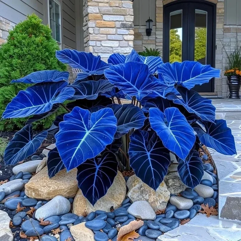 160+ Hosta Seeds for Planting - Perennial Shade Plant, Non-GMO, Hardy - Image 4