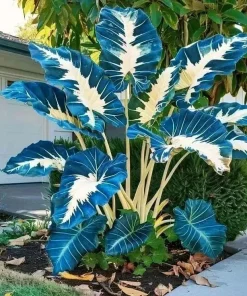 160+ Hosta Seeds for Planting - Perennial Shade Plant, Non-GMO, Hardy - Image 6