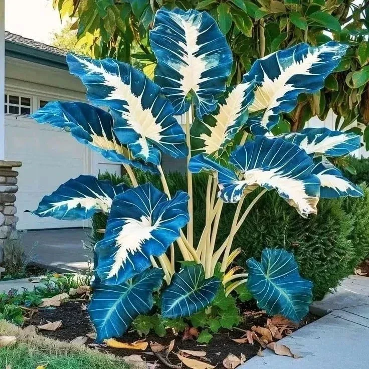 160+ Hosta Seeds for Planting - Perennial Shade Plant, Non-GMO, Hardy - Image 6