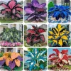 160+ Hosta Seeds for Planting - Perennial Shade Plant, Non-GMO, Hardy - Image 1