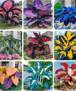 160+ Hosta Seeds for Planting - Perennial Shade Plant, Non-GMO, Hardy - Image 1