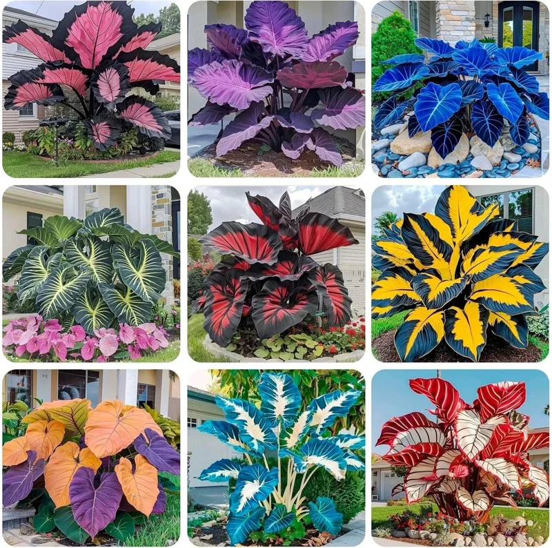 160+ Hosta Seeds for Planting - Perennial Shade Plant, Non-GMO, Hardy - Image 1