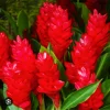 16oz Curcuma Red Rhizome - Fast Growing Turmeric Plant Root for Cultivation - Image 1