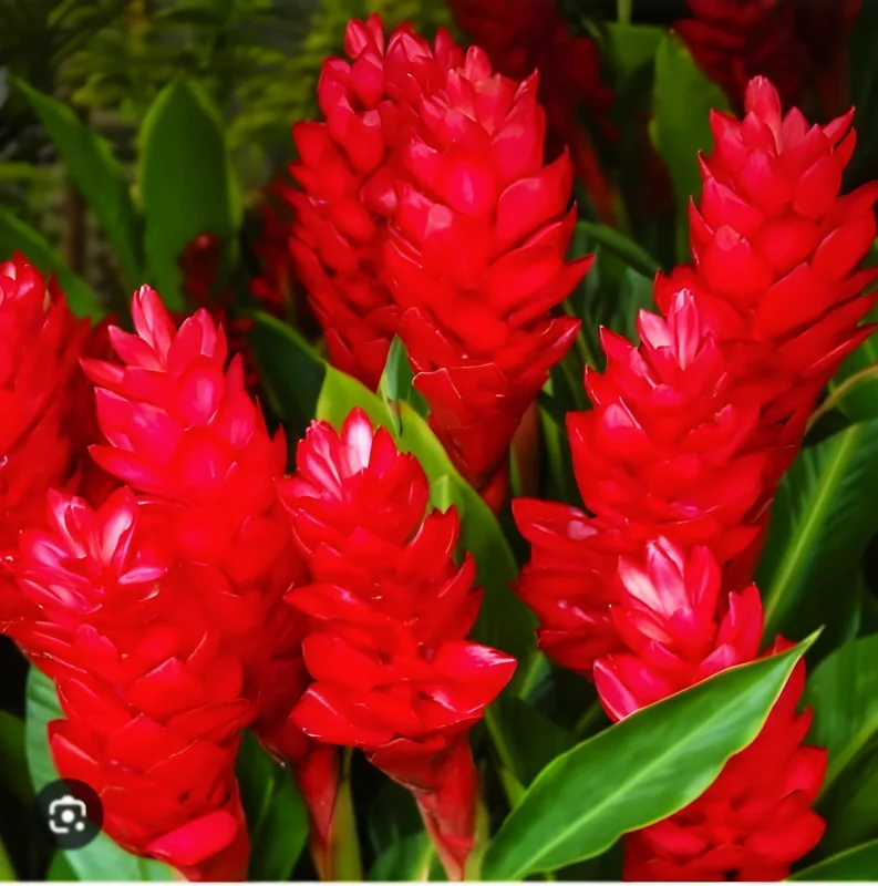 16oz Curcuma Red Rhizome - Fast Growing Turmeric Plant Root for Cultivation - Image 1