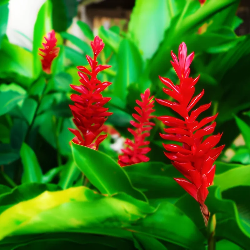 16oz Curcuma Red Rhizome - Fast Growing Turmeric Plant Root for Cultivation - Image 2