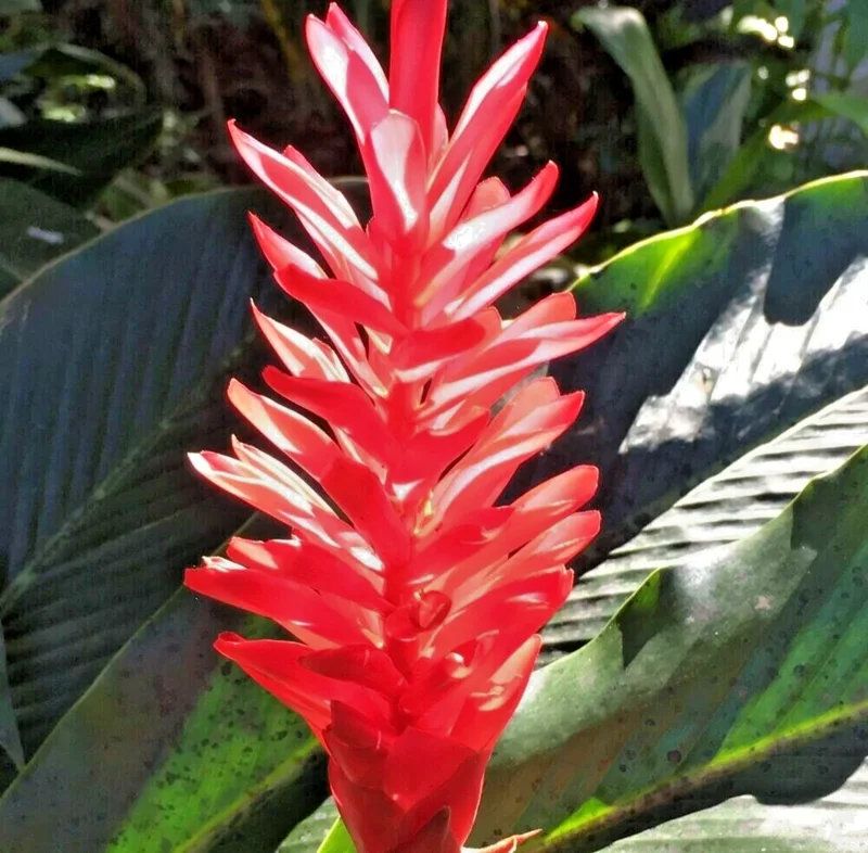 16oz Curcuma Red Rhizome - Fast Growing Turmeric Plant Root for Cultivation - Image 3