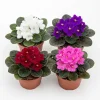 2 African Violet Live Plants - Assorted Colors - 4 Inch Pots - Indoor Flowering Houseplants - Image 1