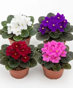 2 African Violet Live Plants - Assorted Colors - 4 Inch Pots - Indoor Flowering Houseplants - Image 1
