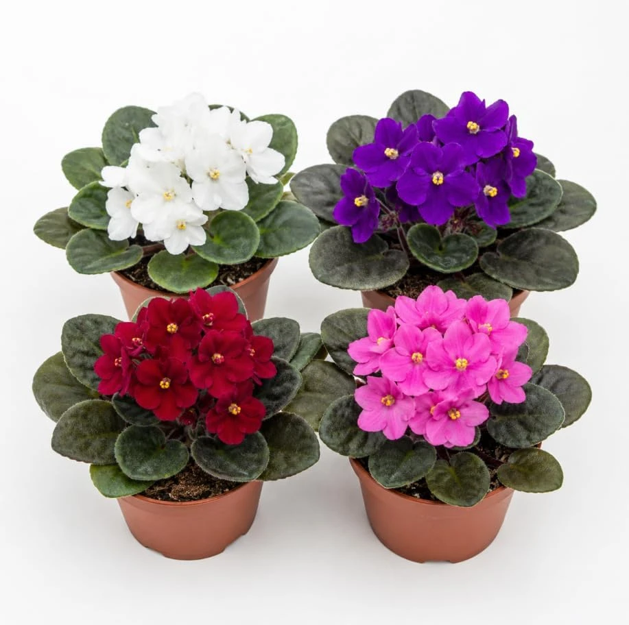 2 African Violet Live Plants - Assorted Colors - 4 Inch Pots - Indoor Flowering Houseplants - Image 1