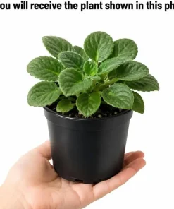 2 African Violet Live Plants - Assorted Colors - 4 Inch Pots - Indoor Flowering Houseplants - Image 4