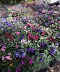 2 African Violet Live Plants - Assorted Colors - 4 Inch Pots - Indoor Flowering Houseplants - Image 6