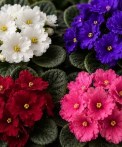 2 African Violet Live Plants, Mixed Colors, Saintpaulia, 4 Inch Pot, Indoor - Image 4