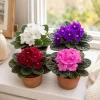 2 African Violet Live Plants, Mixed Colors, Saintpaulia, 4 Inch Pot, Indoor - Image 1