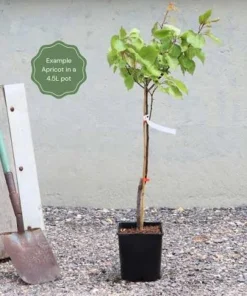 2 Apricot Tree Starter Live Plant 12-14in - Cold Hardy Fruit Tree Potted - Image 2