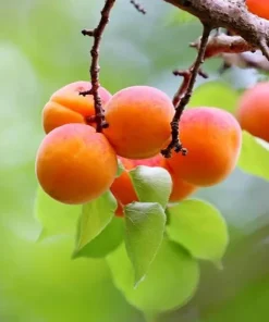 2 Apricot Tree Starter Live Plant 12-14in - Cold Hardy Fruit Tree Potted - Image 3