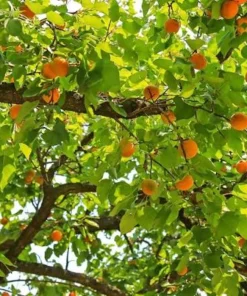 2 Apricot Tree Starter Live Plant 12-14in - Cold Hardy Fruit Tree Potted - Image 4