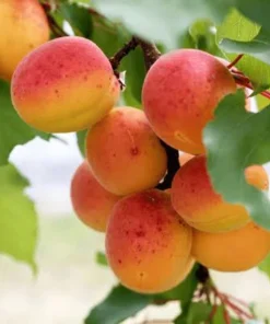 2 Apricot Tree Starter Live Plant 12-14in - Cold Hardy Fruit Tree Potted - Image 5