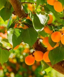 2 Apricot Tree Starter Live Plant 12-14in - Cold Hardy Fruit Tree Potted - Image 6