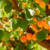 2 Apricot Tree Starter Live Plant 12-14in - Cold Hardy Fruit Tree Potted - Image 1