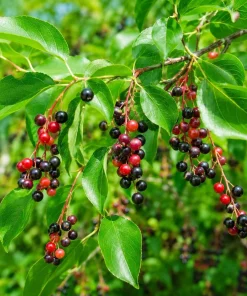 2 Black Cherry Tree Live Plants - 6-12