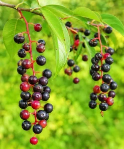 2 Black Cherry Tree Live Plants - 6-12