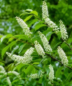 2 Black Cherry Tree Live Plants - 6-12