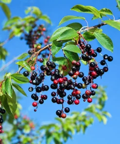 2 Black Cherry Tree Live Plants - 6-12