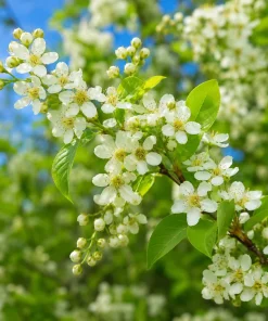 2 Black Cherry Tree Live Plants - 6-12