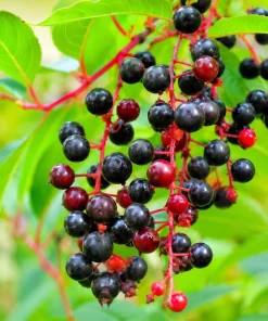 2 Black Cherry Tree Live Plants - 6-12