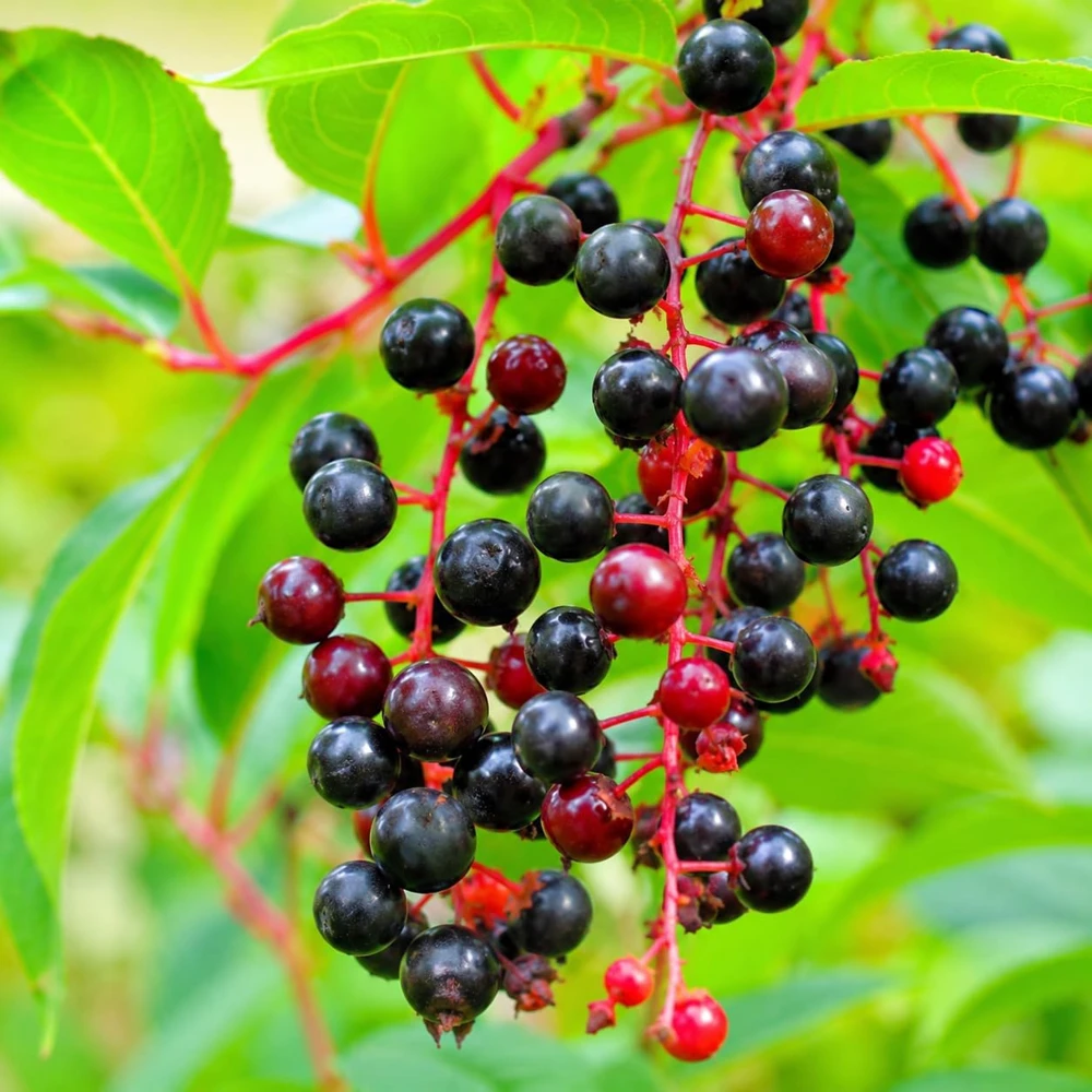 2 Black Cherry Tree Live Plants - 6-12" Tall Sweet Fast-Growing Fruit Tree Seedlings - Image 1