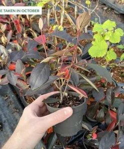 2 Black Chokeberry Live Plant Aronia Melanocarpa 8-12in Tall in Pot Outdoor Shrub - Image 3