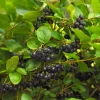 2 Black Chokeberry Live Plant Aronia Melanocarpa 8-12in Tall in Pot Outdoor Shrub - Image 1