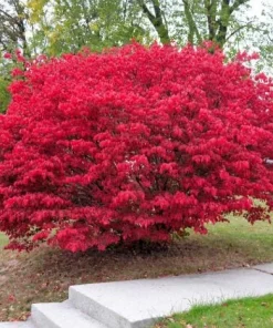 2 Burning Bush Live Plant (Euonymus alatus) - Hardy Red Shrub, 6-12 Inch Tall, 4" Pot, Outdoor - Image 2
