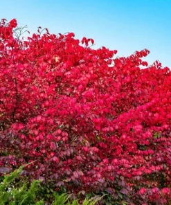 2 Burning Bush Live Plant (Euonymus alatus) - Hardy Red Shrub, 6-12 Inch Tall, 4