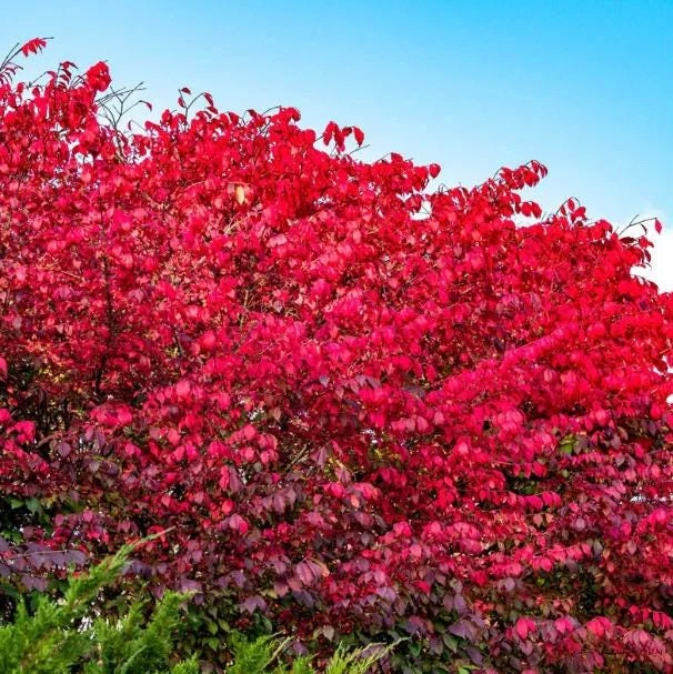 2 Burning Bush Live Plant (Euonymus alatus) - Hardy Red Shrub, 6-12 Inch Tall, 4" Pot, Outdoor - Image 1
