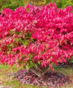 2 Burning Bush Live Plant (Euonymus alatus) - Hardy Red Shrub, 6-12 Inch Tall, 4