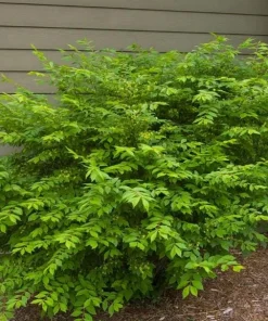 2 Burning Bush Live Plant (Euonymus alatus) - Hardy Red Shrub, 6-12 Inch Tall, 4