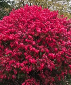 2 Burning Bush Live Plant (Euonymus alatus) - Hardy Red Shrub, 6-12 Inch Tall, 4