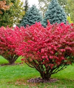 2 Burning Bush Live Plant (Euonymus alatus) - Hardy Red Shrub, 6-12 Inch Tall, 4