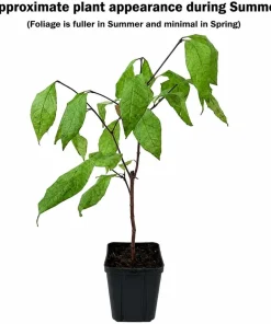 2 Carolina Allspice Live Plants - 10-16" Tall Sweet Shrubs Quart Pots - Image 2