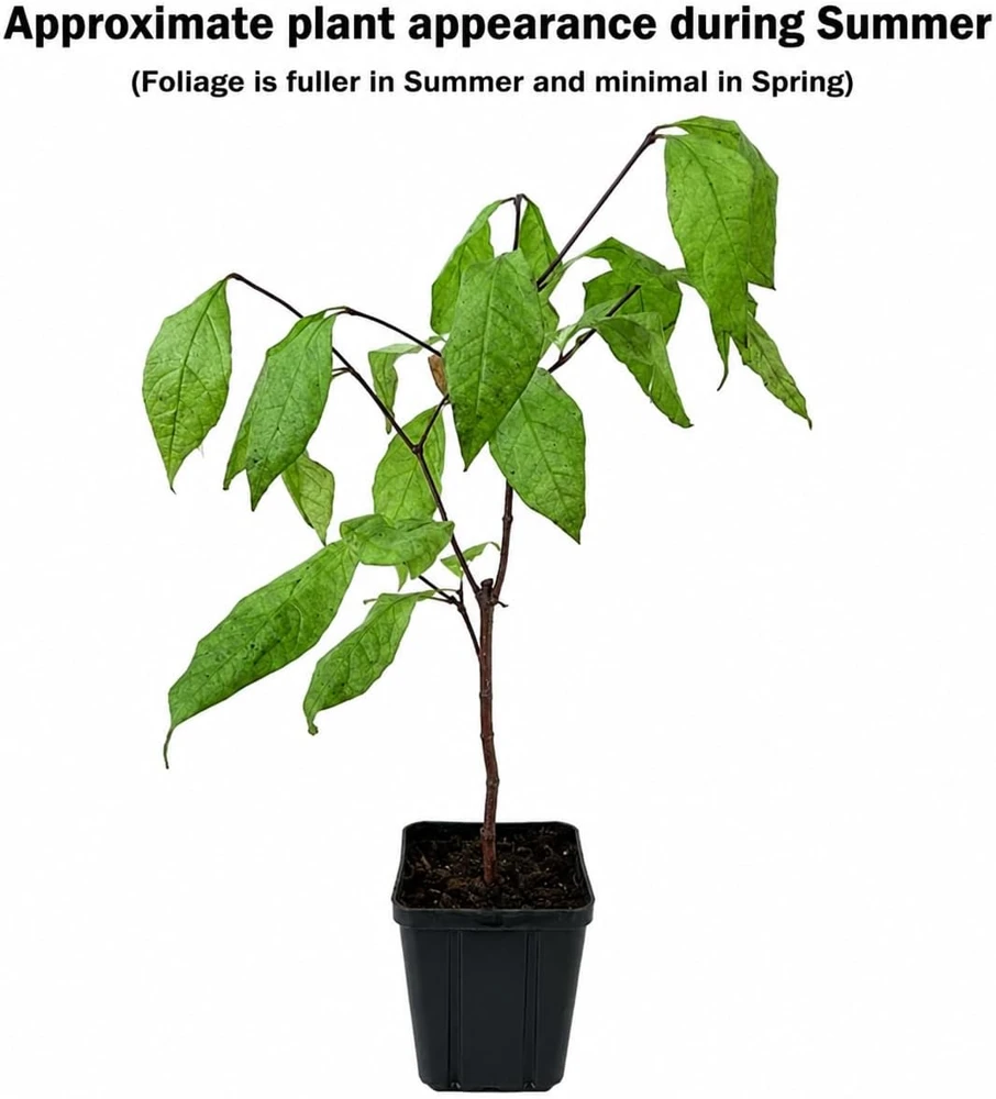 2 Carolina Allspice Live Plants - 10-16" Tall Sweet Shrubs Quart Pots - Image 2