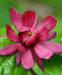 2 Carolina Allspice Live Plants - 10-16