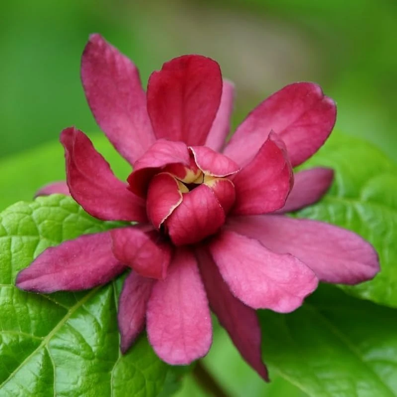 2 Carolina Allspice Live Plants - 10-16" Tall Sweet Shrubs Quart Pots - Image 4