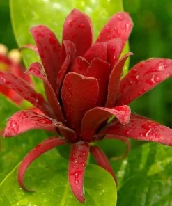 2 Carolina Allspice Live Plants - 10-16