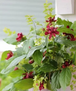 2 Carolina Allspice Live Plants - 10-16